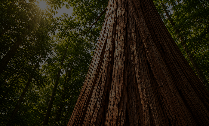 Cedar