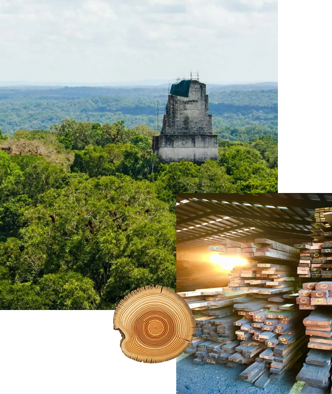 Selva Maya forest and stacked hardwood lumber